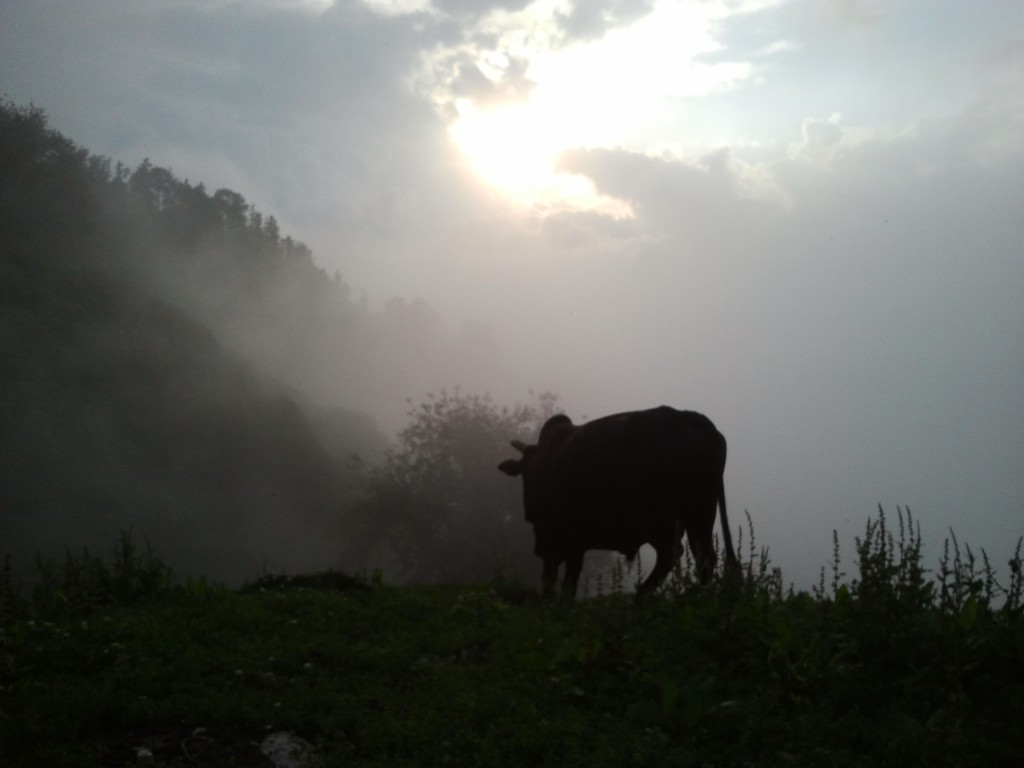 האם לשתות חלב פרה