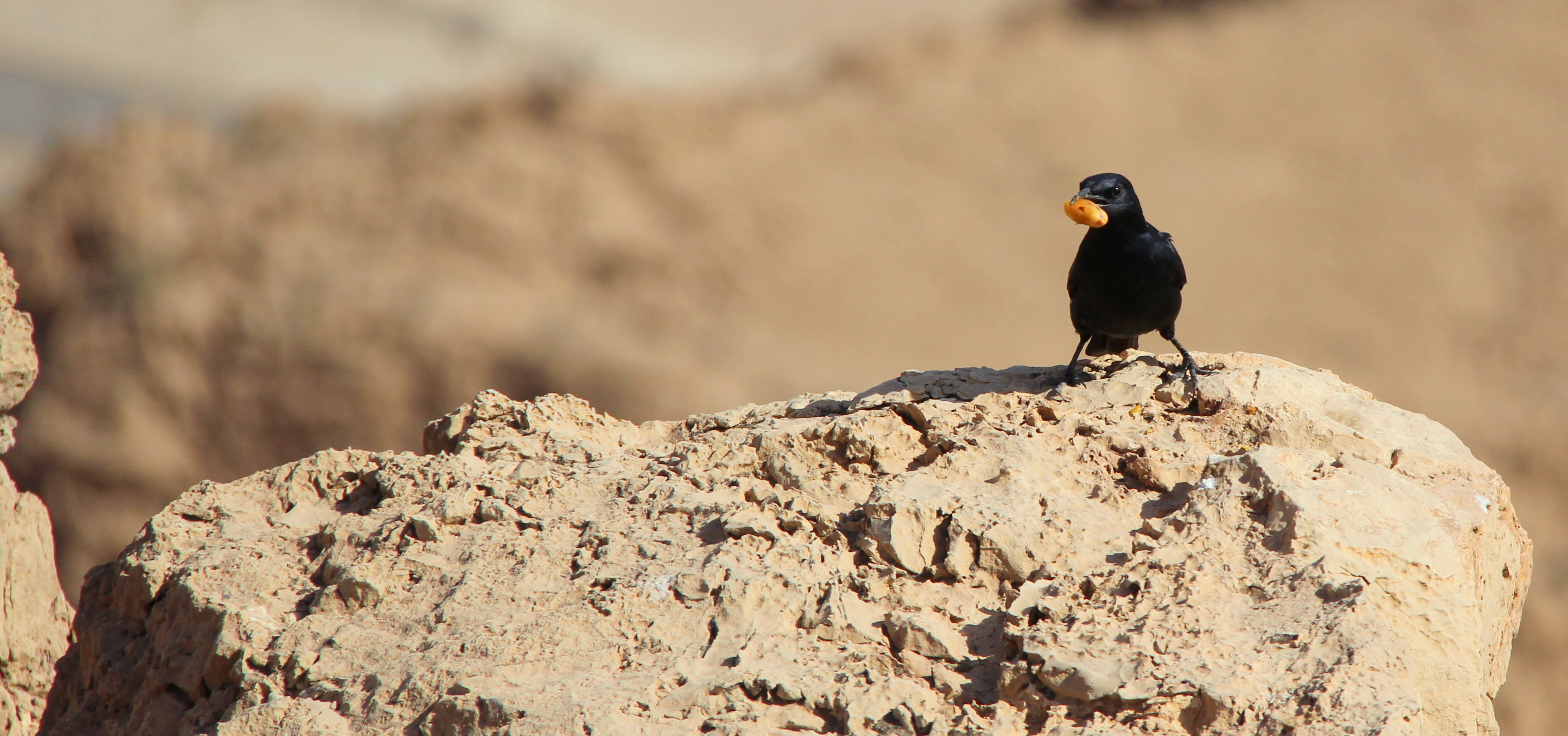 נטאראג 2012 צוקי דרגות 497