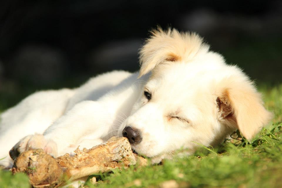 האם לאכול בשר זה בסדר?