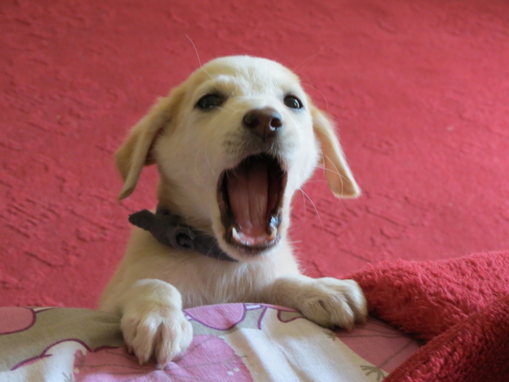 שפע של אהבה