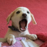 שפע של אהבה