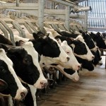 לבכות על חלב שנשפך